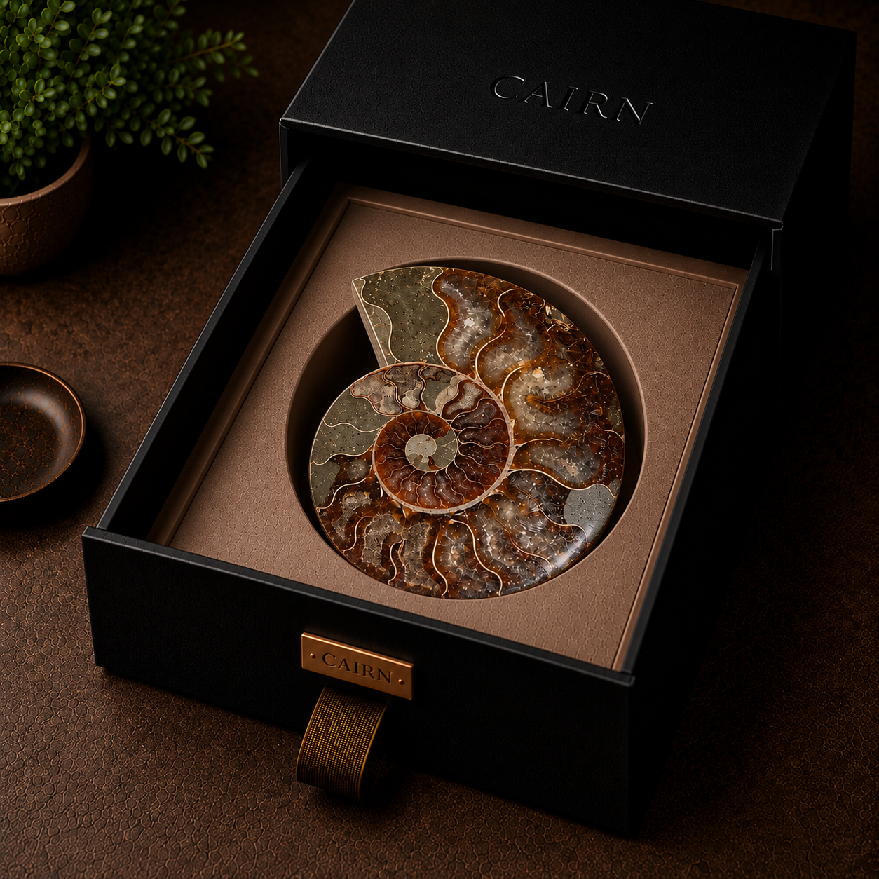 Ammonite view 3